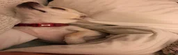 Chihuahua dogs for sale: Male deer head chihuahua - Advert 6