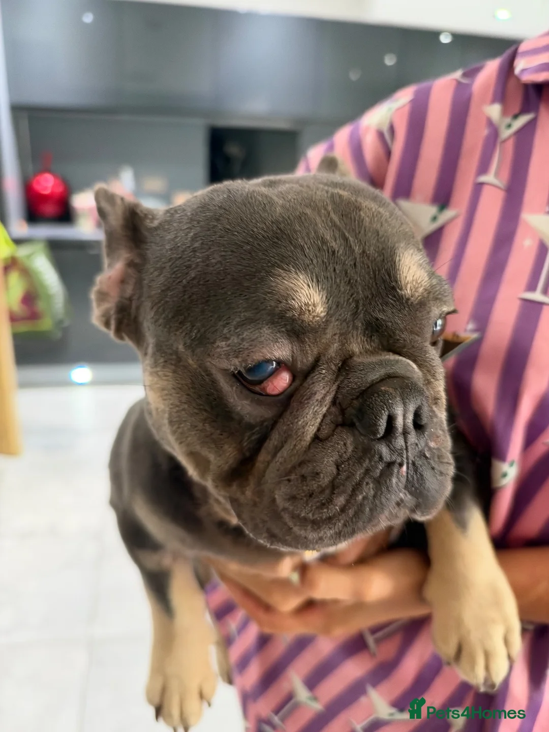 French Bulldog dogs for sale: Creed beautiful dog  - Advert 1