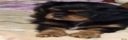 Cavalier King Charles Spaniel dogs for sale: 3 cavalier king Charles puppies - Advert 4