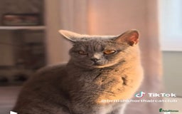British Shorthair cats for sale: Beautiful Blue British Shorthair female cat QUEEN - Image 16