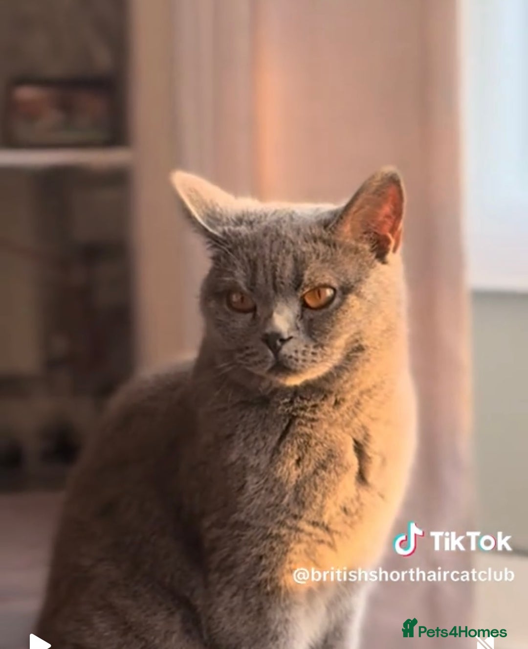 British Shorthair cats for sale: Beautiful Blue British Shorthair female cat QUEEN - Image 16