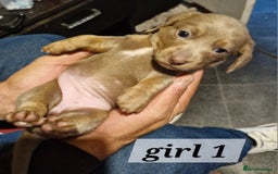 Dachshund dogs for sale: 7 beautiful dachshunds puppys - Image 2