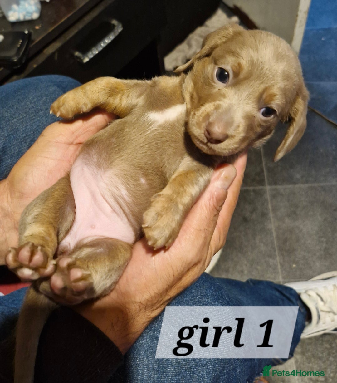 Dachshund dogs for sale: 7 beautiful dachshunds puppys - Image 2