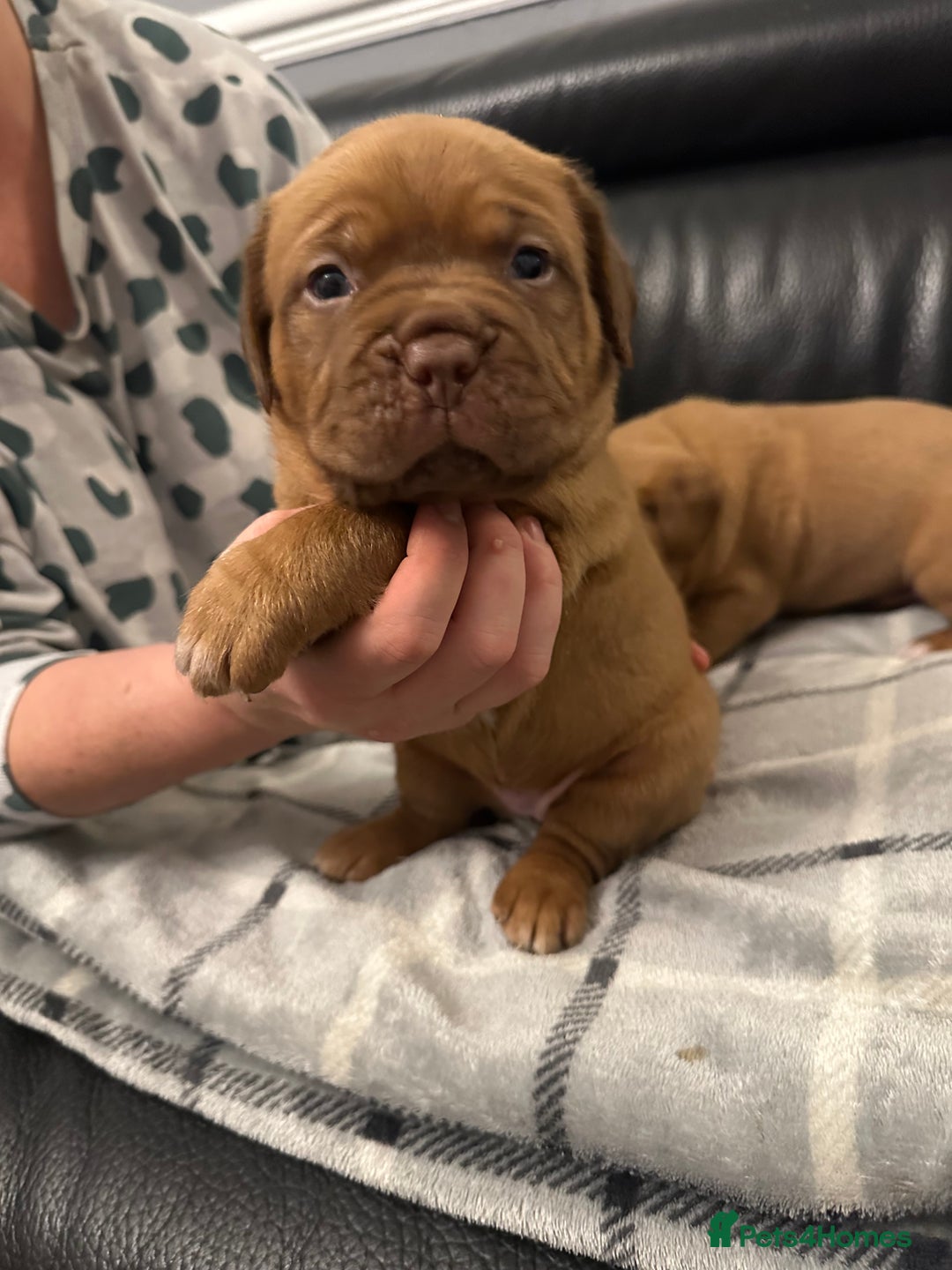Dogue De Bordeaux dogs for sale: Stunning litter kc Dogue de Bordeaux puppies - Image 7