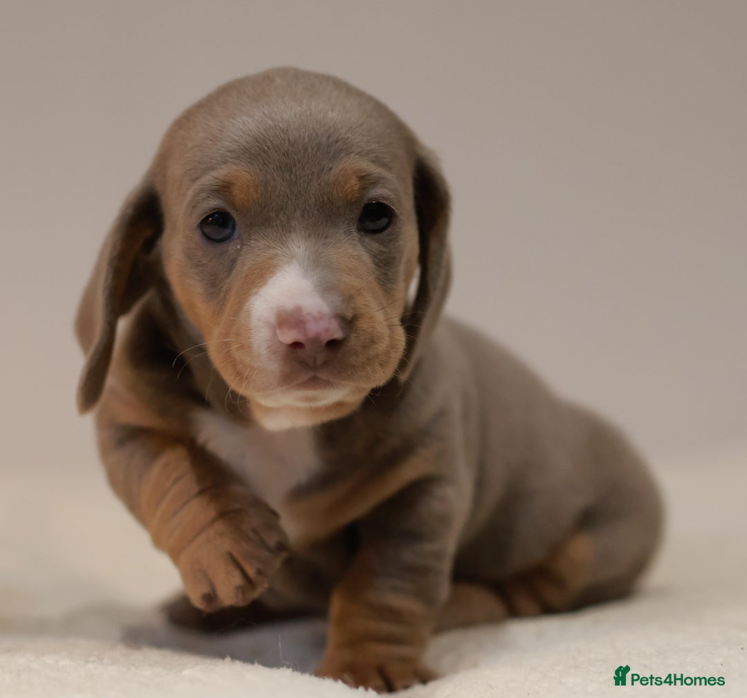 Miniature Dachshund dogs for sale: 5StarsLicensed+KC+PRAClear+VetChecked - Image 5