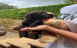 Cocker Spaniel dogs for sale: 7 gorgeous cocker spaniel puppy’s 🐶 - Image 7