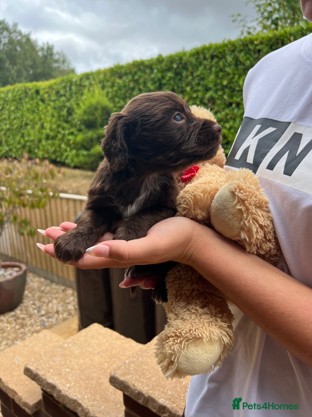 Cocker Spaniel dogs for sale: 7 gorgeous cocker spaniel puppy’s 🐶 - Image 7