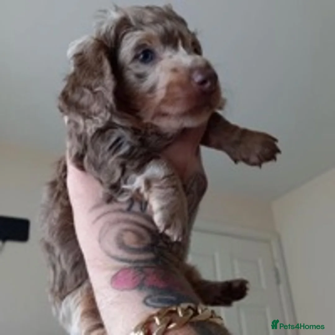 Miniature Dachshund dogs for stud: ISABELLA AND TAN DAPPLE DACHSHUND  in Sunderland - Advert 6