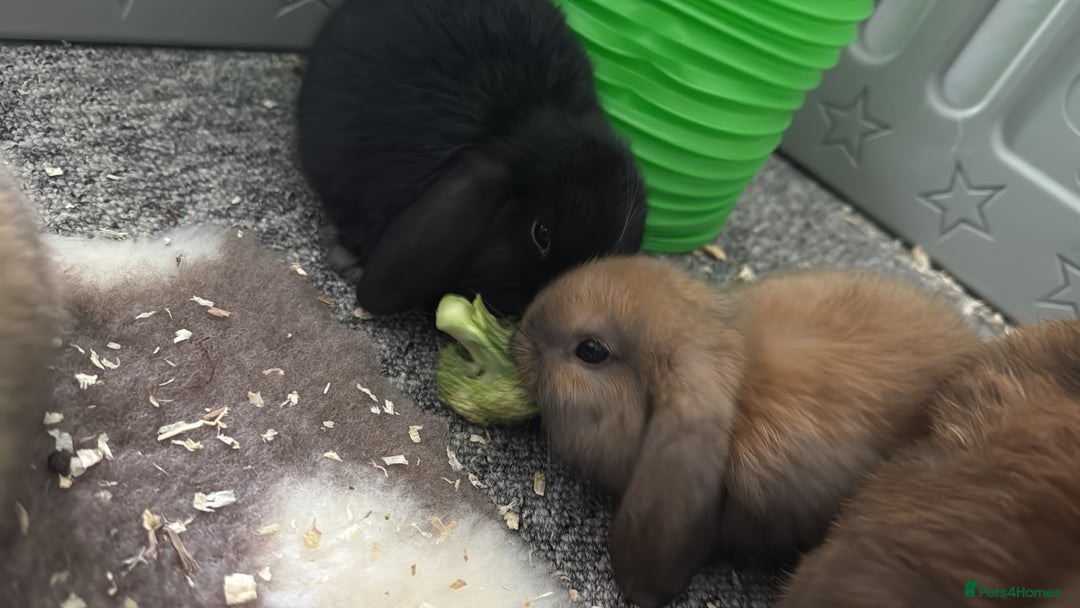 Mini Lop rabbits for sale: Beautiful Baby Mini Lops - Image 11