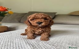 Cavapoo dogs for sale: Beautiful Litter Of F2b Cavapoos - Image 22