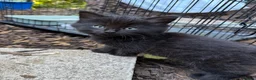 Mixed Breed cats for sale: Beautiful pattered kittens - Advert 5