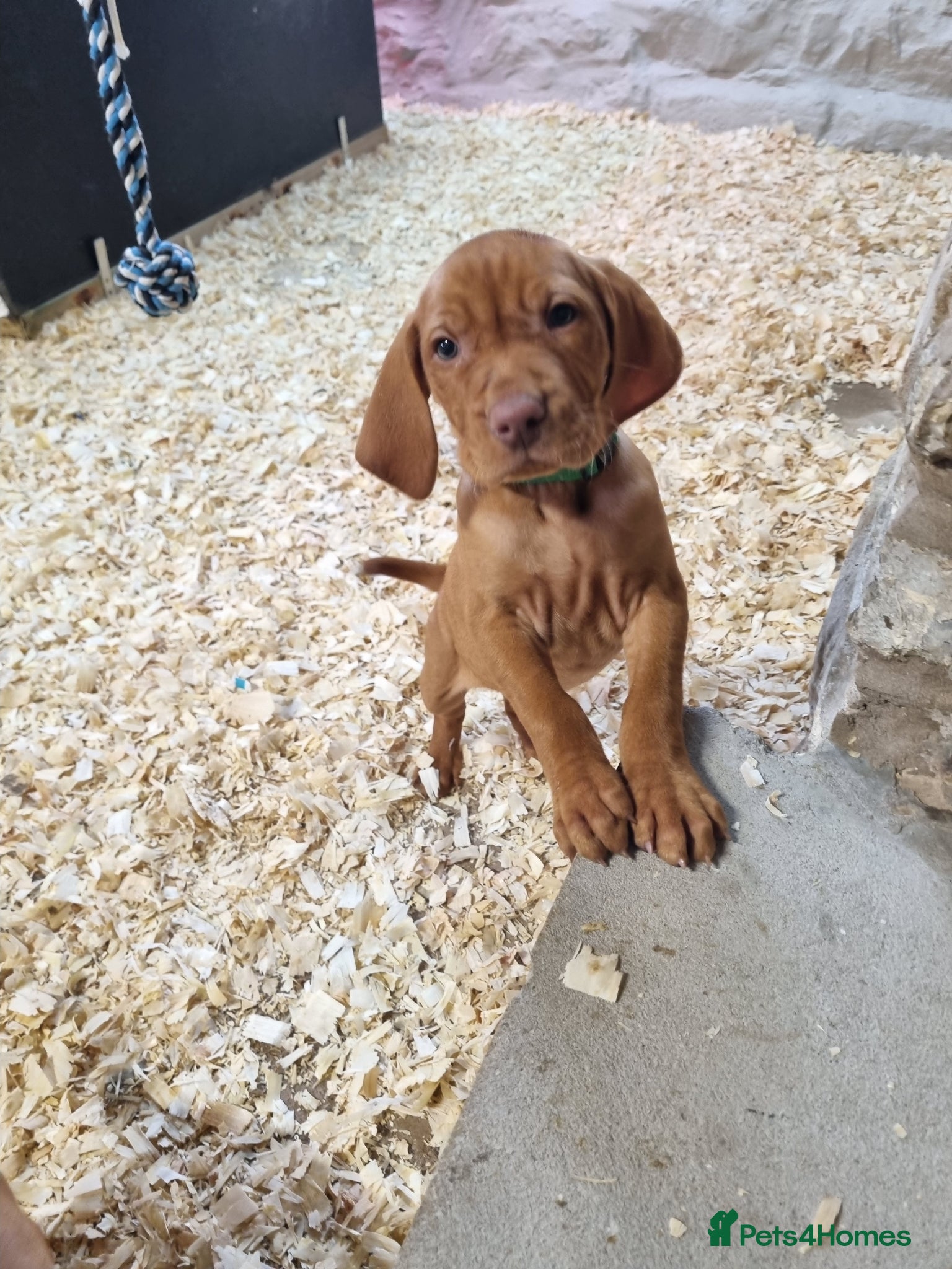 Hungarian Vizsla dogs Beautiful KC Registered Hungarian Vizsla Puppies  - Advert 2