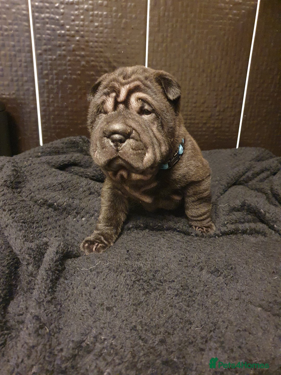 Shar Pei dogs for sale: Stunning KC Registered Shar Pei puppies - Advert 33