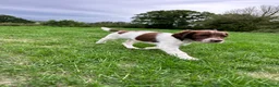 English Springer Spaniel dogs for sale: KC registered family friendly Springer Spaniels - Advert 2