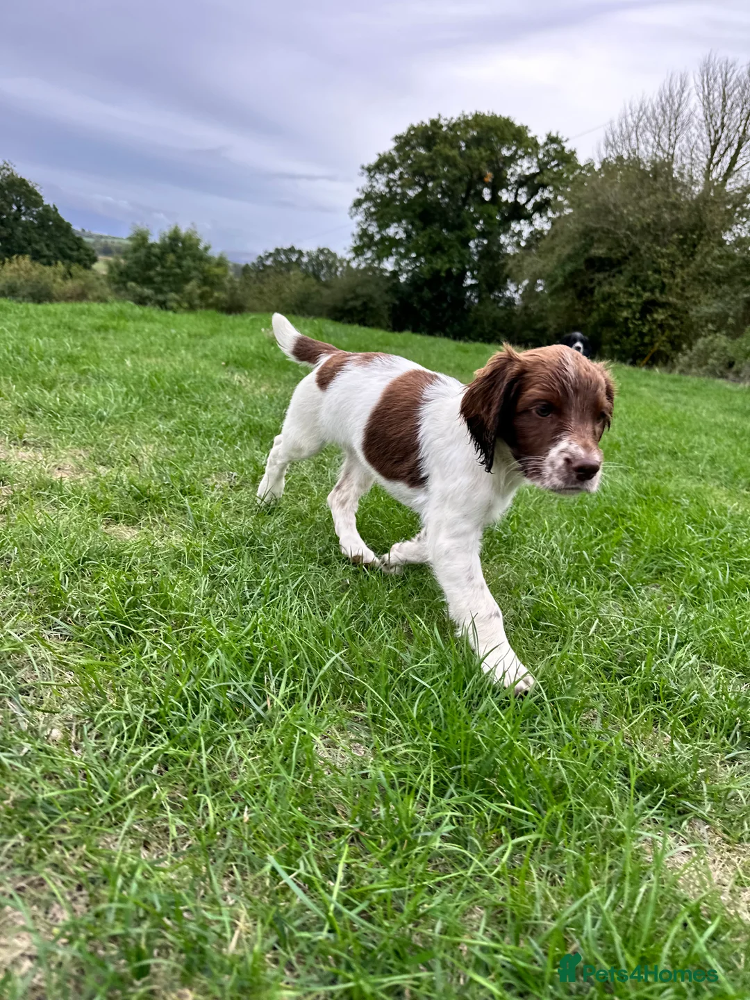 English Springer Spaniel dogs for sale: KC registered family friendly Springer Spaniels - Advert 2