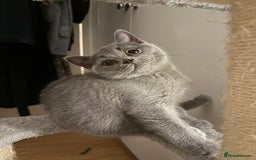 British Shorthair cats for sale: Beautiful British Shorthair 12 weeks - Image 6