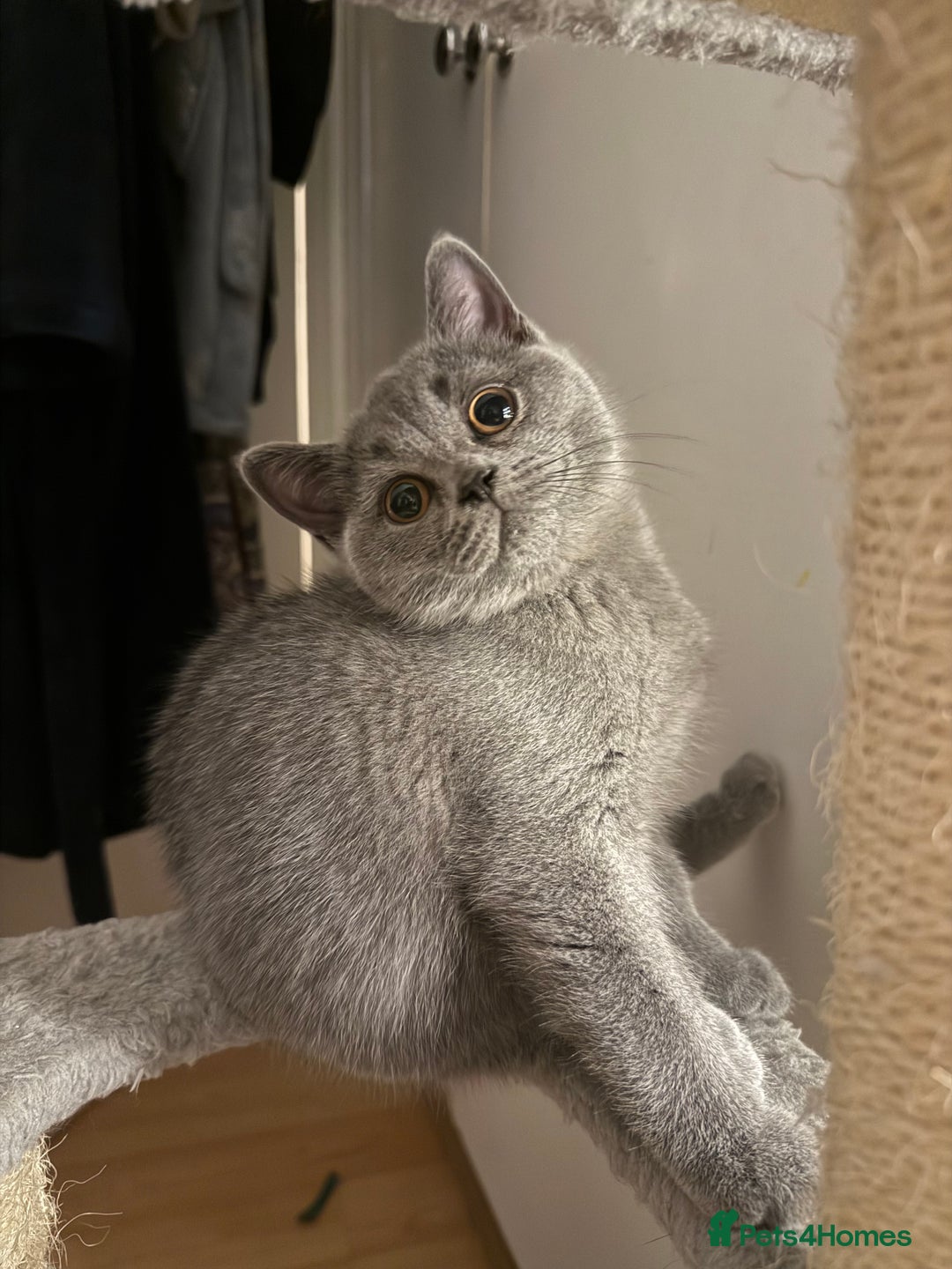 British Shorthair cats for sale: Beautiful British Shorthair 12 weeks - Image 6