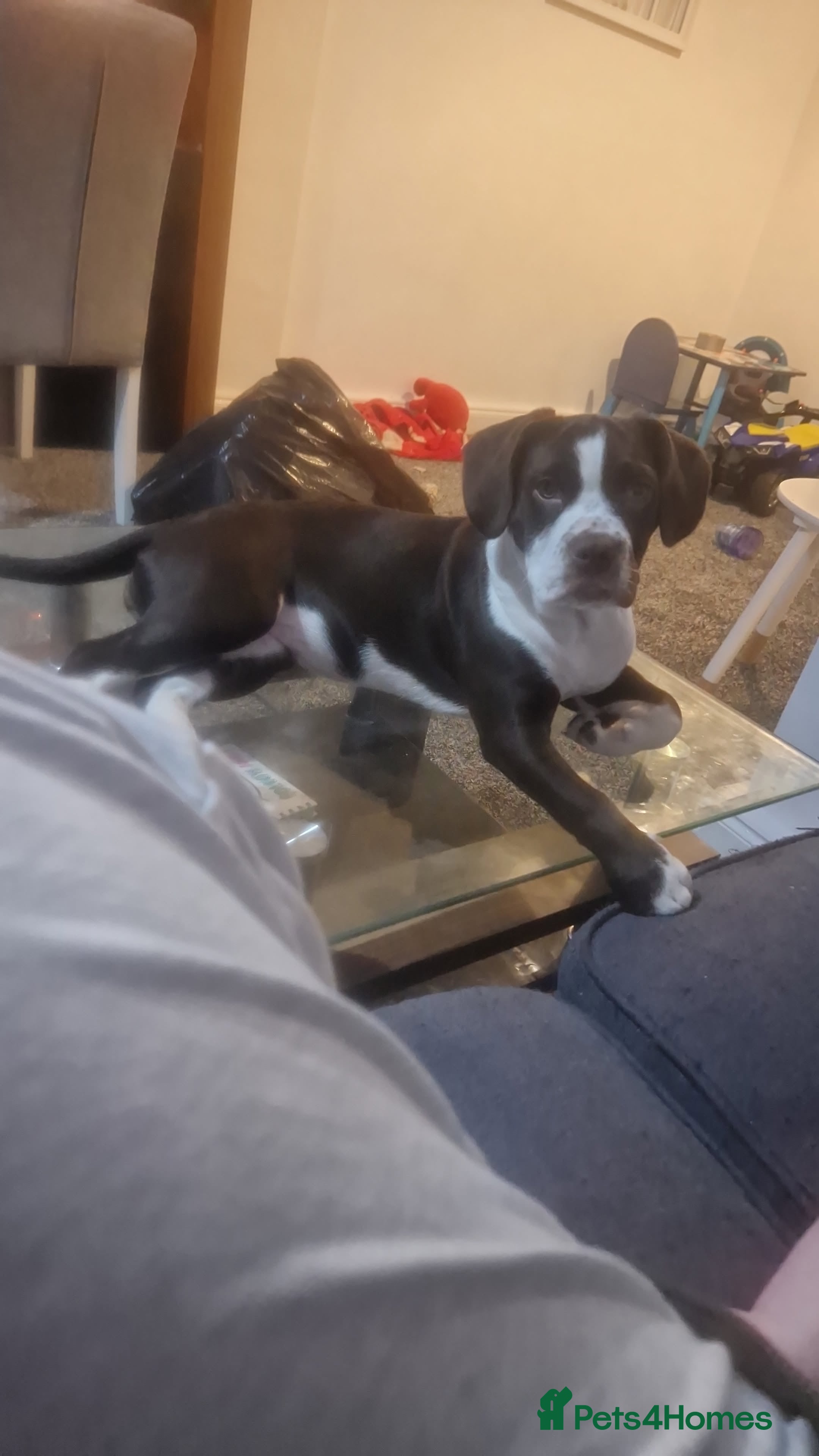 Mixed Breed dogs Tilly springer spanielX bulldog  - Advert 1