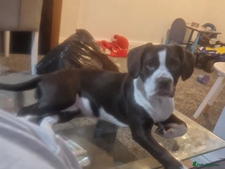 Mixed Breed dogs Tilly springer spanielX bulldog - Advert 1