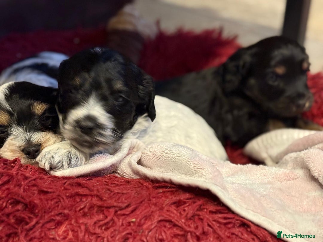 Cockapoo dogs for sale: Blue Roan F2 Female Cockapoo  - Advert 10