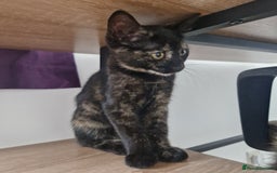 Mixed Breed cats for sale: Mixed Breed Kitten 4 - Somali female kitten for sale - Image 7