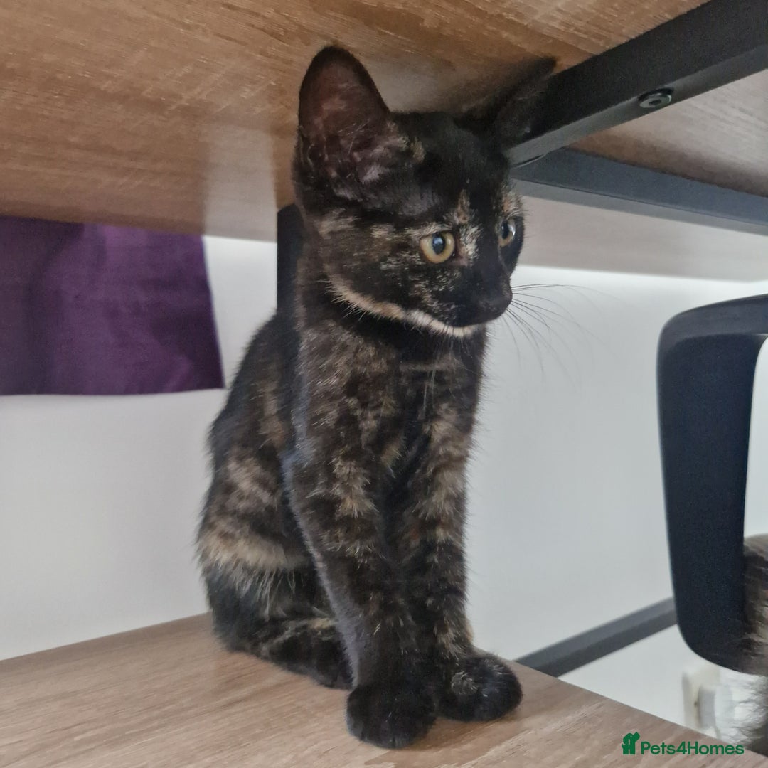 Mixed Breed cats for sale: Mixed Breed Kitten 4 - Somali female kitten for sale - Image 7