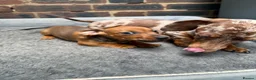 Miniature Dachshund dogs for sale: Stunning fawn miniature dashound⭐️🐶 - Advert 3