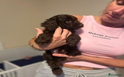 Cockapoo dogs for sale: All rehomed ❤️ F1 PRA clear cockapoo pups - Image 27