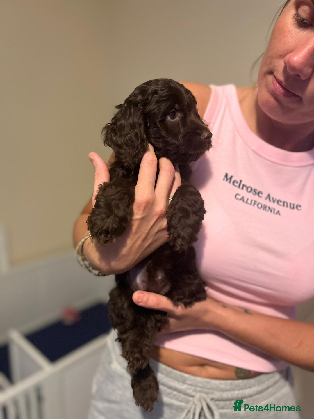 Cockapoo dogs for sale: All rehomed ❤️ F1 PRA clear cockapoo pups - Image 27