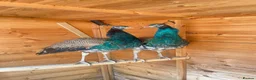 Peafowl poultry for sale: 2 Indian Blue Peacocks For Sale  in Blackburn - Advert 1