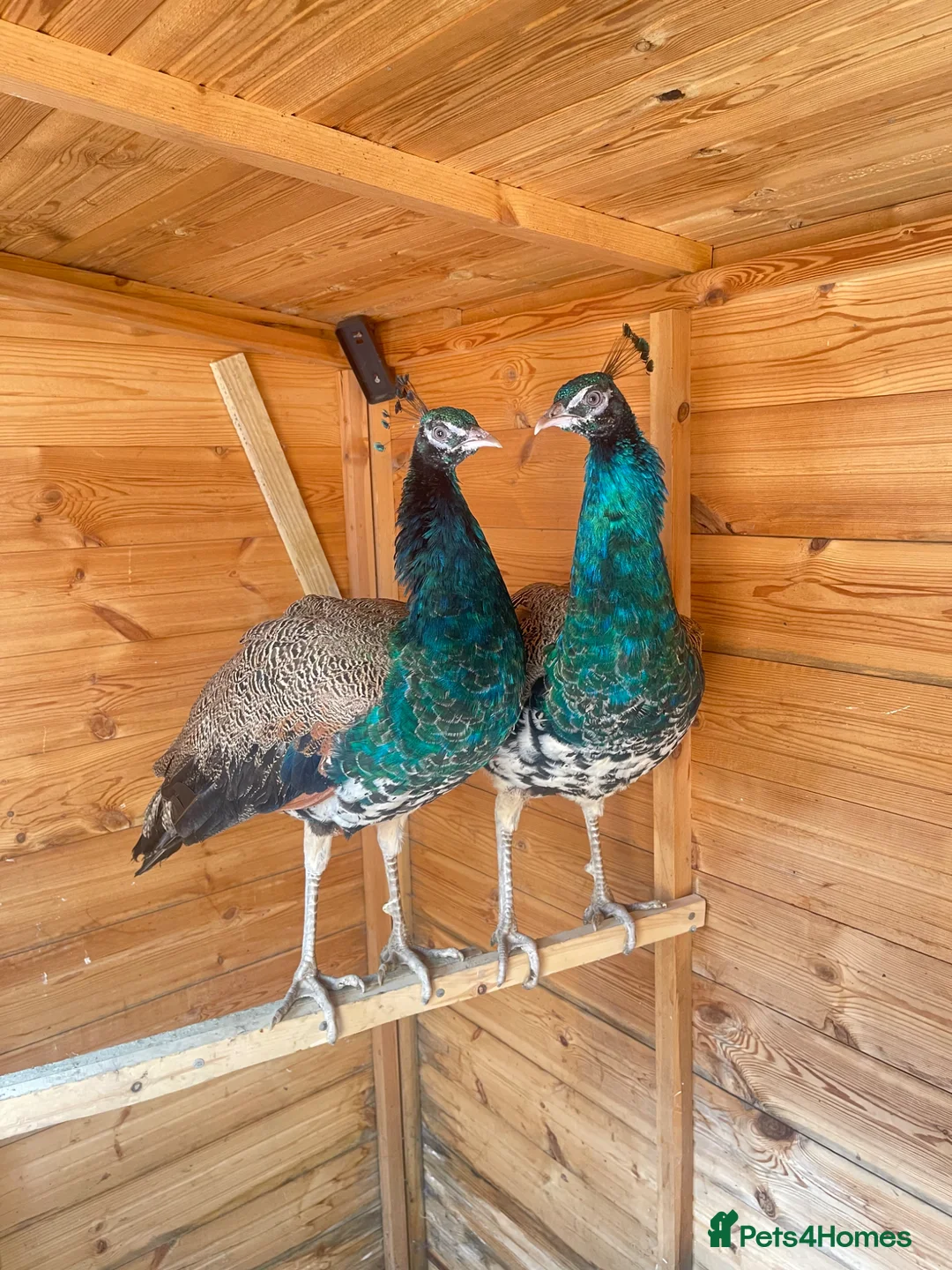 Peafowl poultry for sale: 2 Indian Blue Peacocks For Sale  in Blackburn - Advert 1