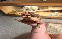 Bearded Dragon reptiles for sale: Bearded dragon and full set up - Image 1