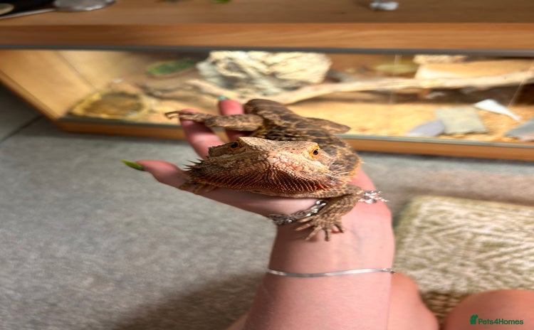 Bearded Dragon reptiles - Advert 5