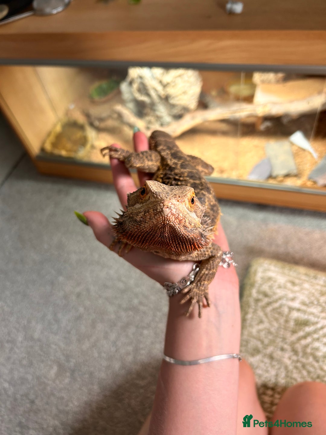 Bearded Dragon reptiles for sale: Bearded dragon and full set up - Image 1