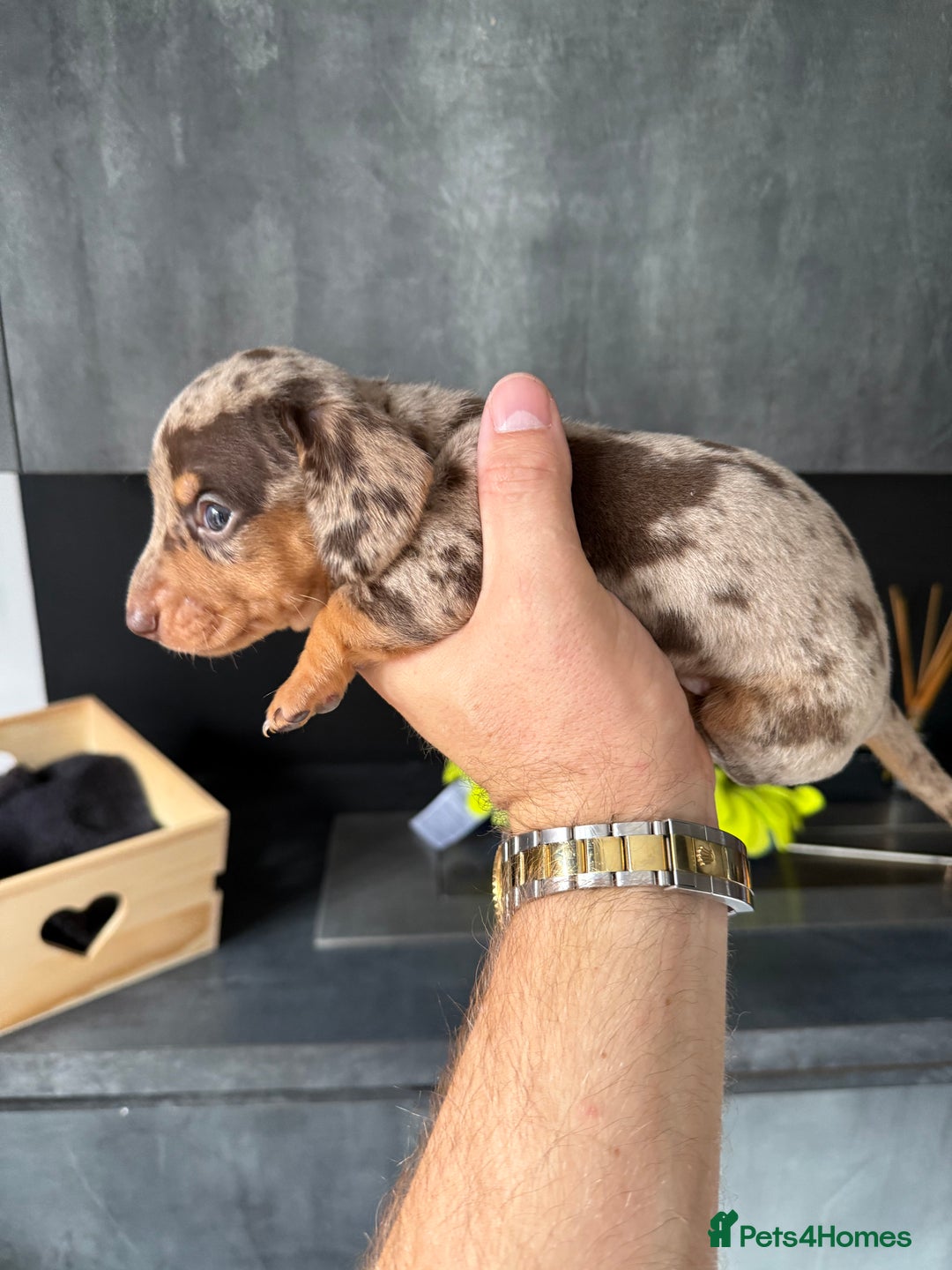 Miniature Dachshund dogs for sale: Miniature Dachshund puppies KC Reg Health tested - Image 14