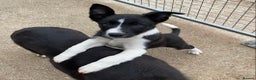 Border Collie dogs for stud: ISDS & KC, well proven, health tested clear stud in Darlington - Advert 14