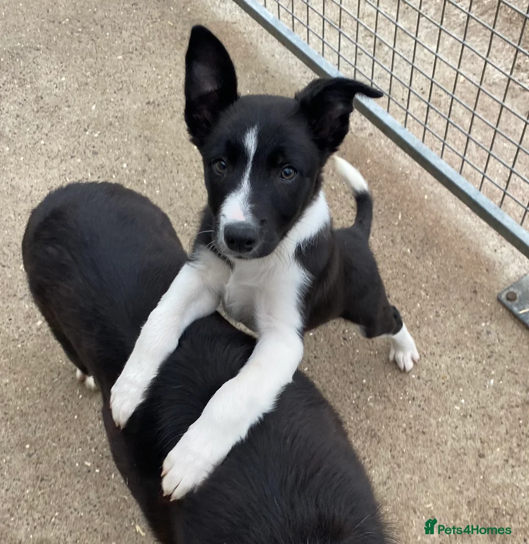 Border Collie dogs for stud: ISDS & KC, well proven, health tested clear stud in Darlington - Advert 14
