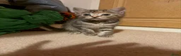 Mixed Breed cats for adoption: Tibby and Libby - Taverham Norfolk  - Advert 5