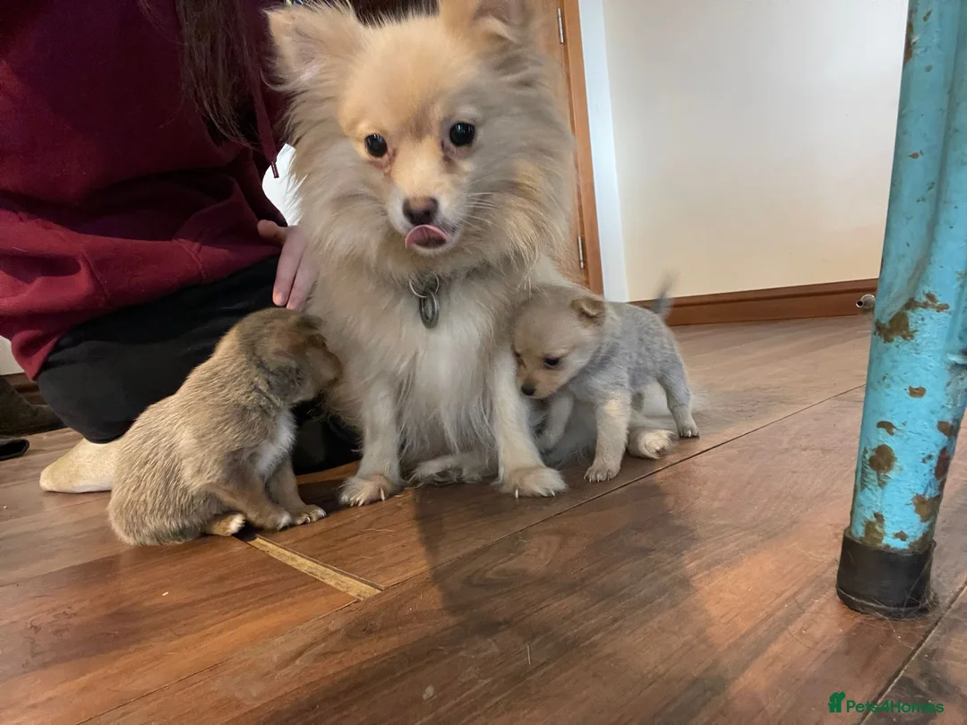 Mixed Breed dogs for sale: Beautiful Pom x puppies for sale  in Nottingham - Advert 1