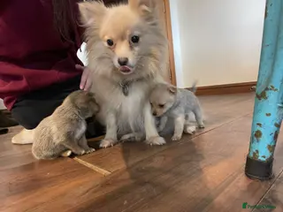 Mixed Breed dogs Beautiful Pom x puppies for sale - Advert 15