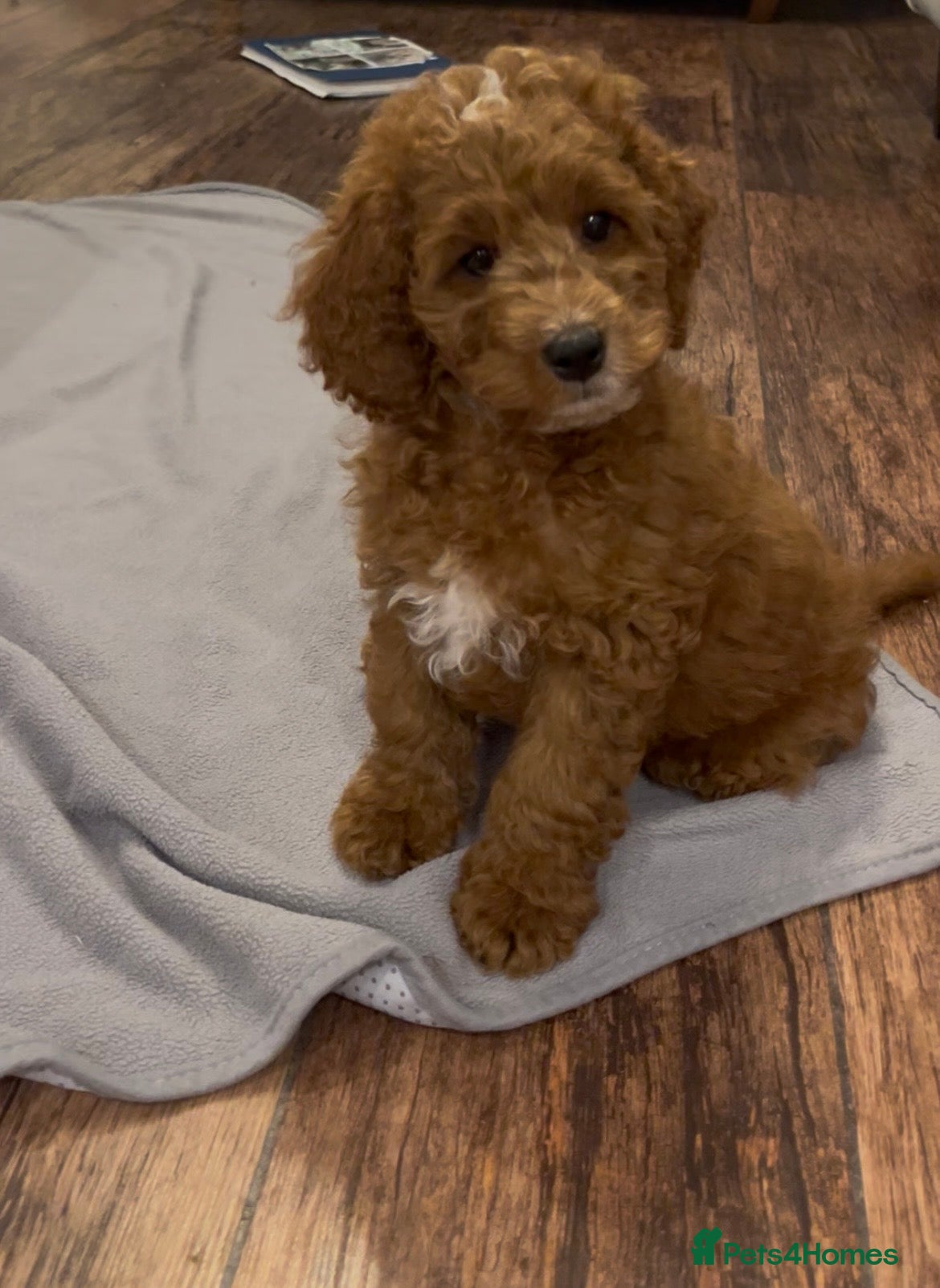 Cockapoo dogs Cockapoo puppies  - Advert 2