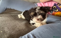 Biewer Terrier dogs for sale: Biewer and biro Yorkshire terrier puppies (reg)  - Image 2