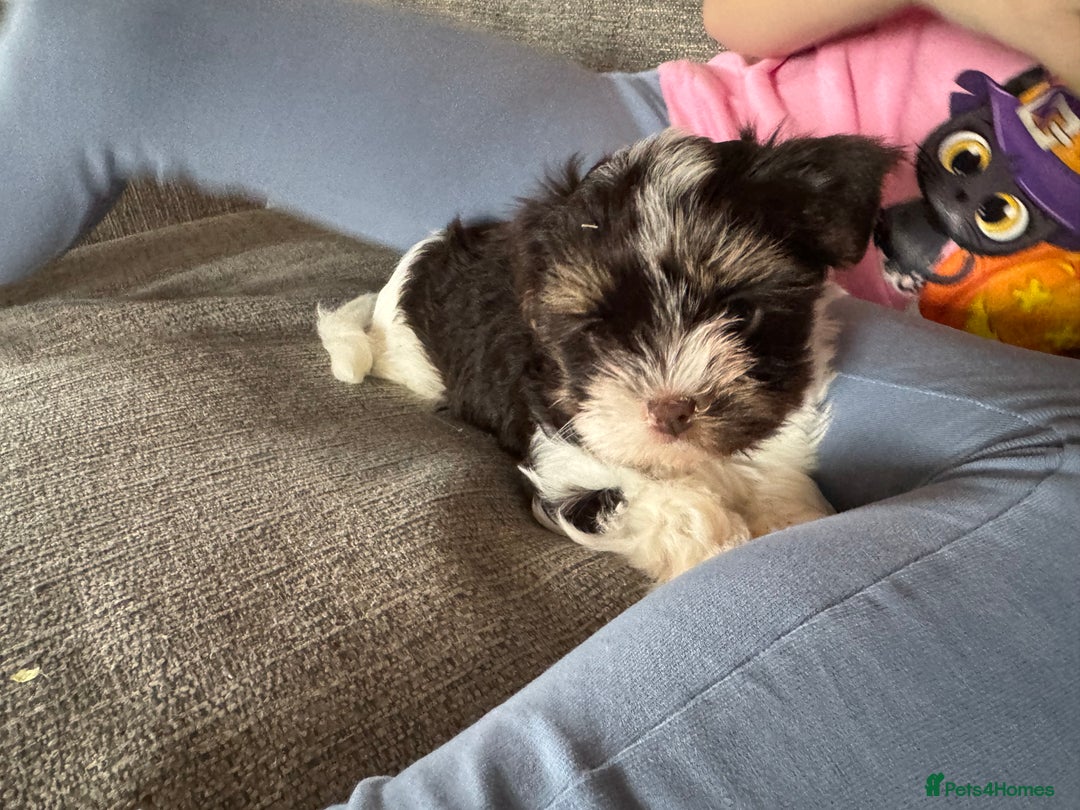 Biewer Terrier dogs for sale: Biewer and biro Yorkshire terrier puppies (reg)  - Image 2
