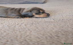 Miniature Dachshund dogs for sale: Miniature Dachshund Puppies For Sale  - Advert 7