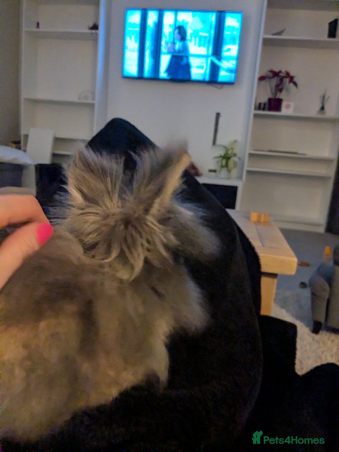 Lionhead rabbits for sale: Male lionhead house rabbit  - Advert 3