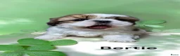 Shih Tzu dogs for sale: 🐶🐾EXCEPTIONAL PURE STANDARD SHIH TZU PUPPIES🐾🐶 - Advert 15