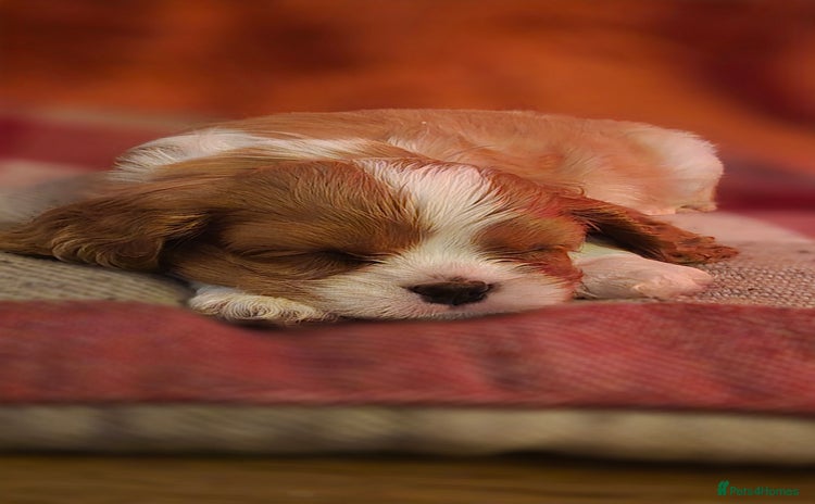 Cavalier King Charles Spaniel dogs - Advert 8