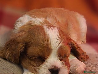 Cavalier King Charles Spaniel dogs - Advert 5