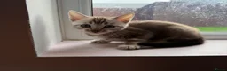 Bengal cats for sale: Rare Bengal colours - 3 Girls  - Advert 8