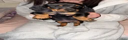 Dachshund dogs for sale:  DACHSHUND PUPPIES!! BEAUTIFUL AND HEALTHY - Advert 9